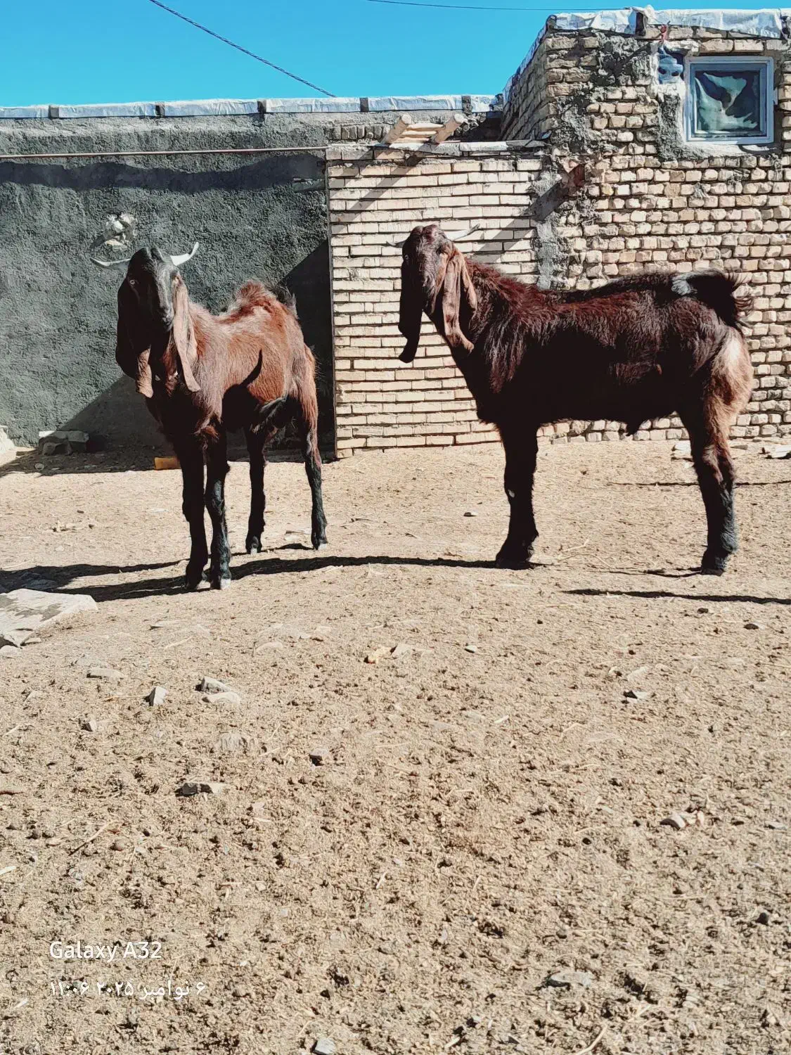 بزغاله پاکستانی نر۱۰ راس. بز میش بره|حیوانات مزرعه|رضویه, |دیوار