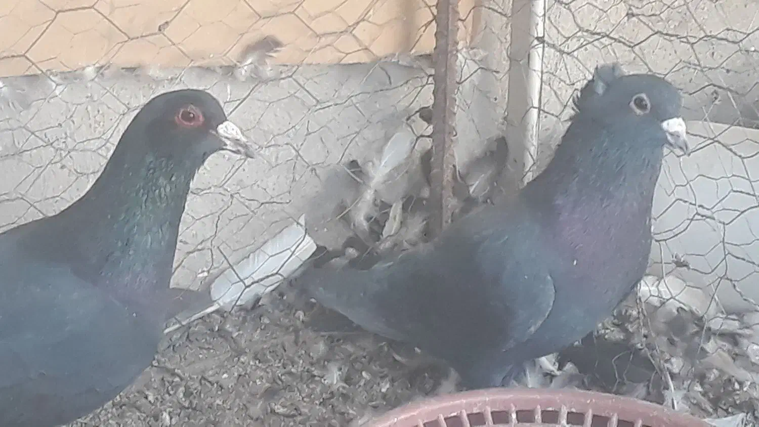 فروش ۲عددکلاغ|پرنده|رفسنجان, |دیوار