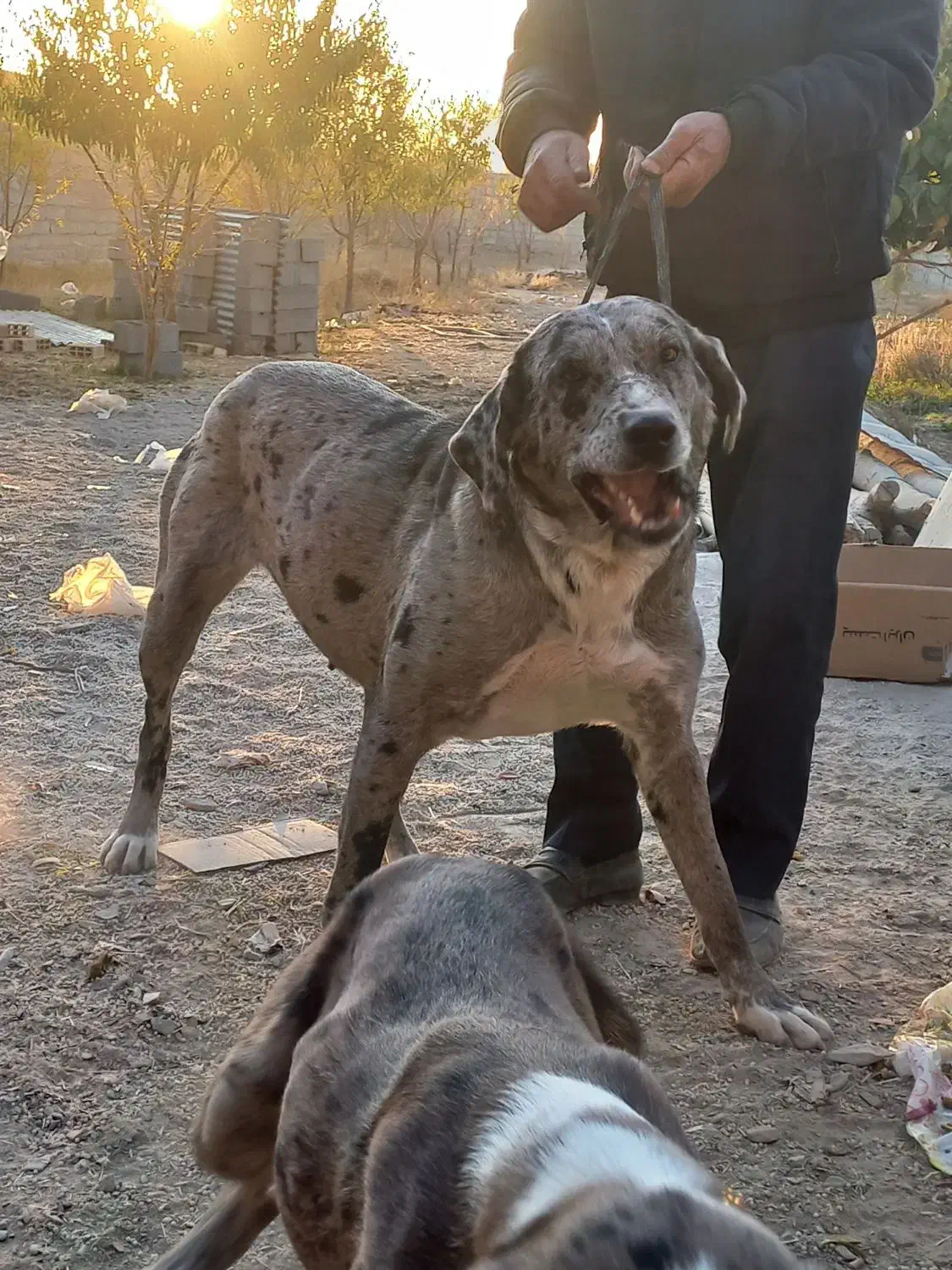 سگ نگهبان|سگ|کهریزک, |دیوار