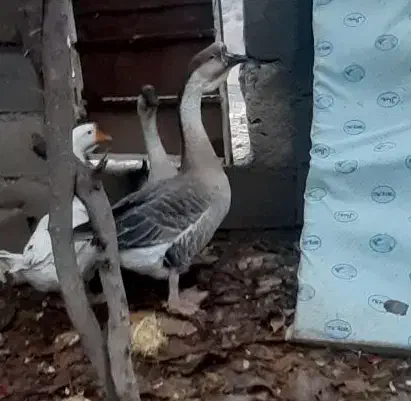 قو قاز|حیوانات مزرعه|کلاشی, |دیوار