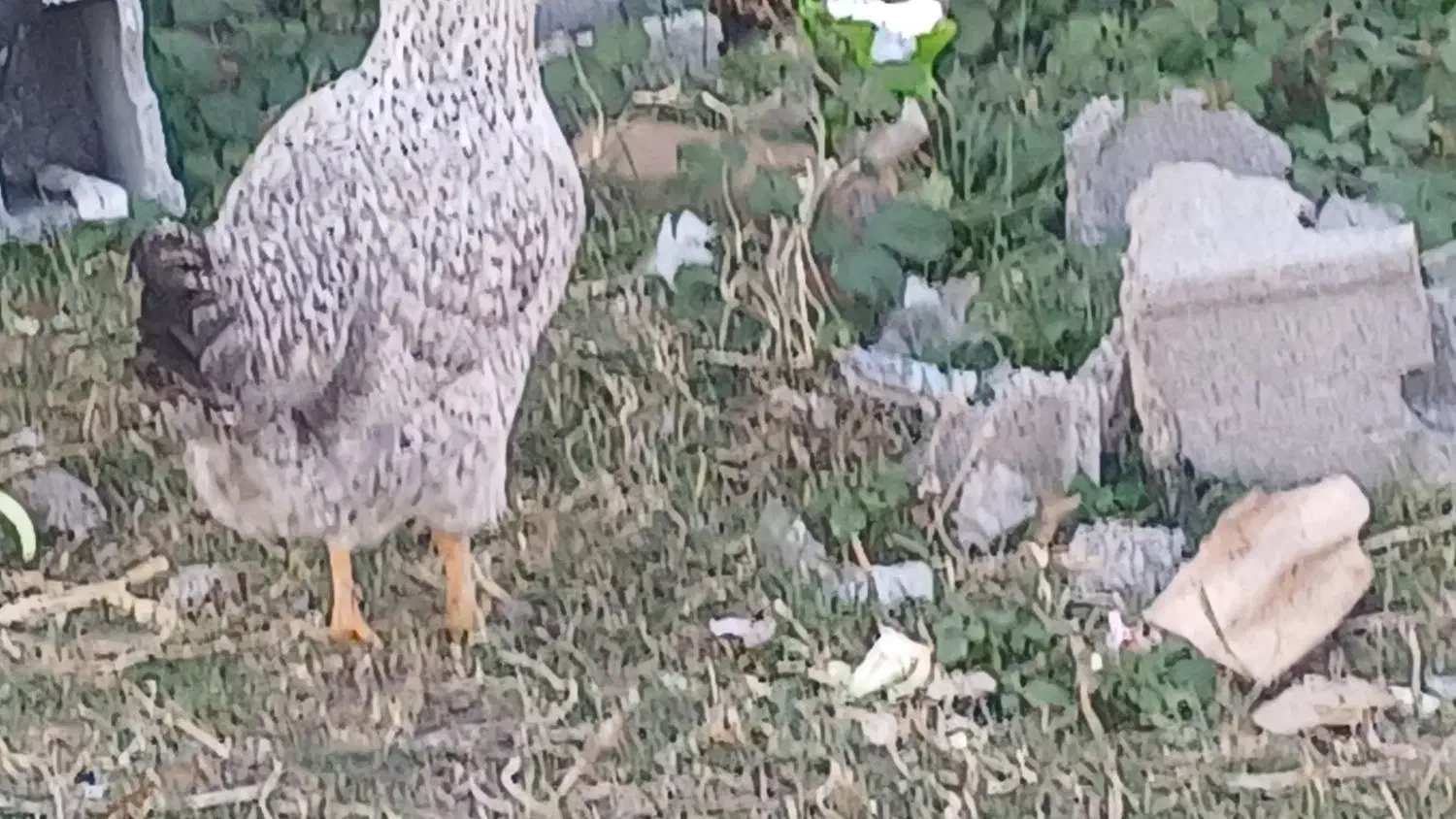 دوتا مرغ فروشی|حیوانات مزرعه|فاضل آباد, |دیوار