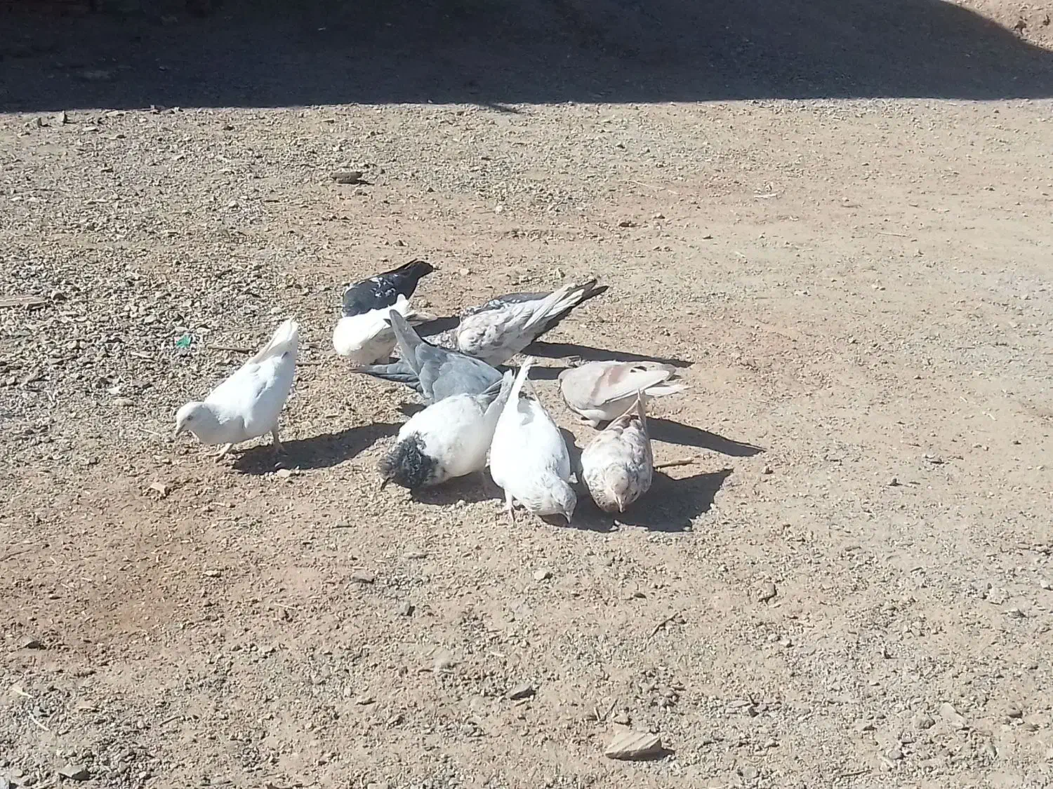 فروش ده عدذ کفتر پرشی|پرنده|ریگان, |دیوار