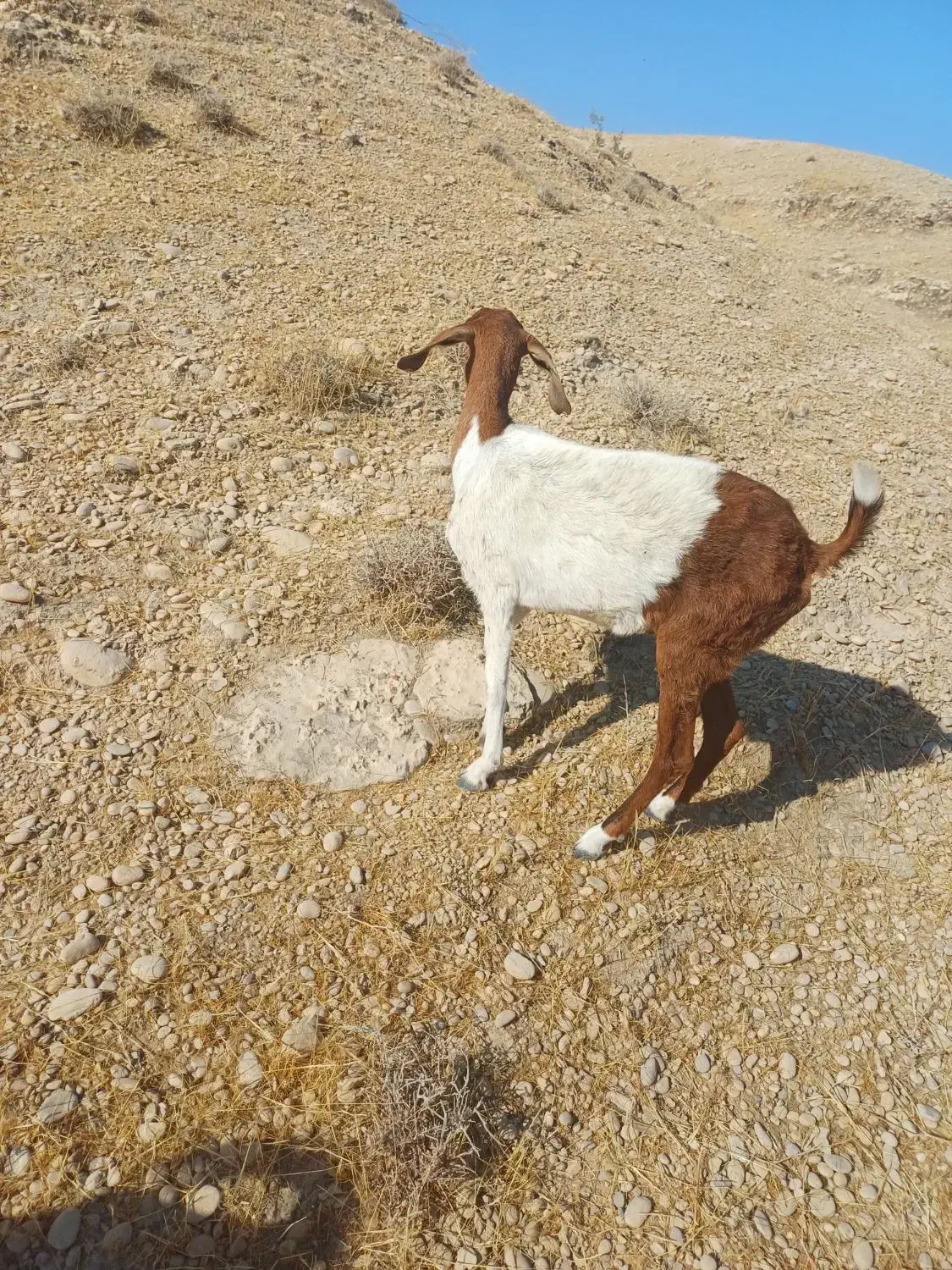 بز یا کهره|حیوانات مزرعه|خورموج, |دیوار