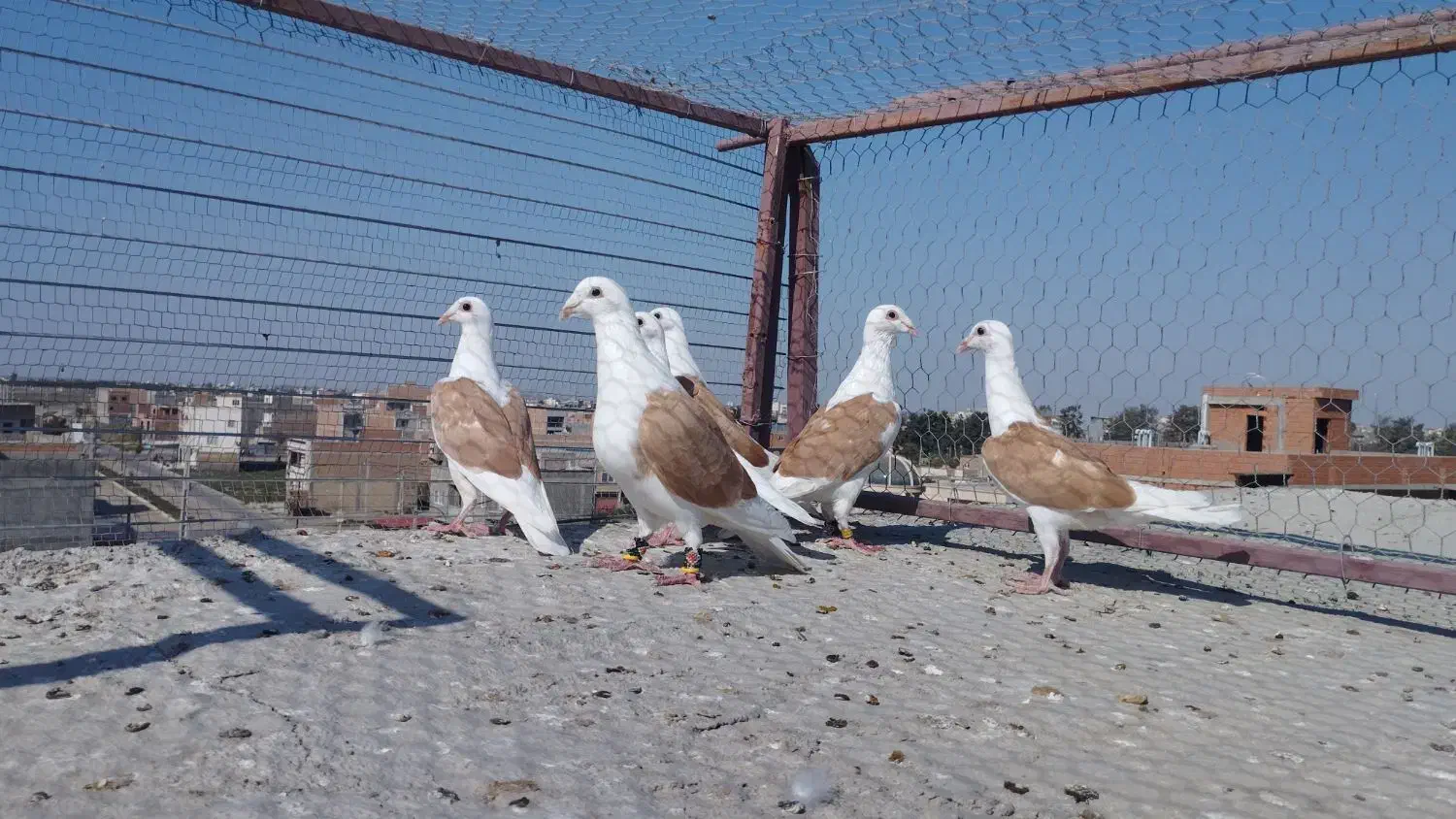 کبوتر  کفتر|پرنده|شیراز, احمدآباد|دیوار