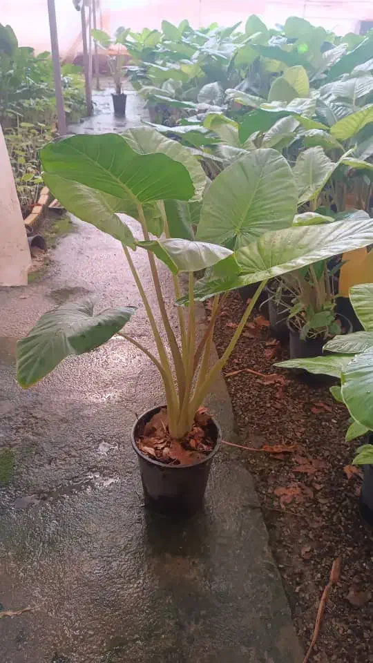 فروش فوری گل بابا آدم|گل و گیاه طبیعی|ری, حمزهآباد|دیوار