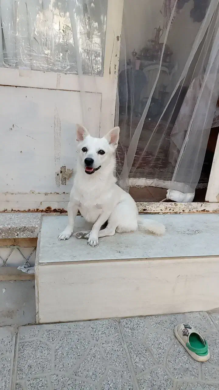 سگ اشپیتز|سگ|یزد, |دیوار