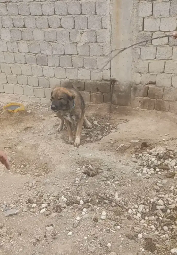 سگ بومی|سگ|پیر بکران, |دیوار