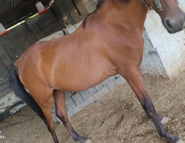 اسب آبستن|اسب و تجهیزات اسبسواری|سعدآباد, |دیوار