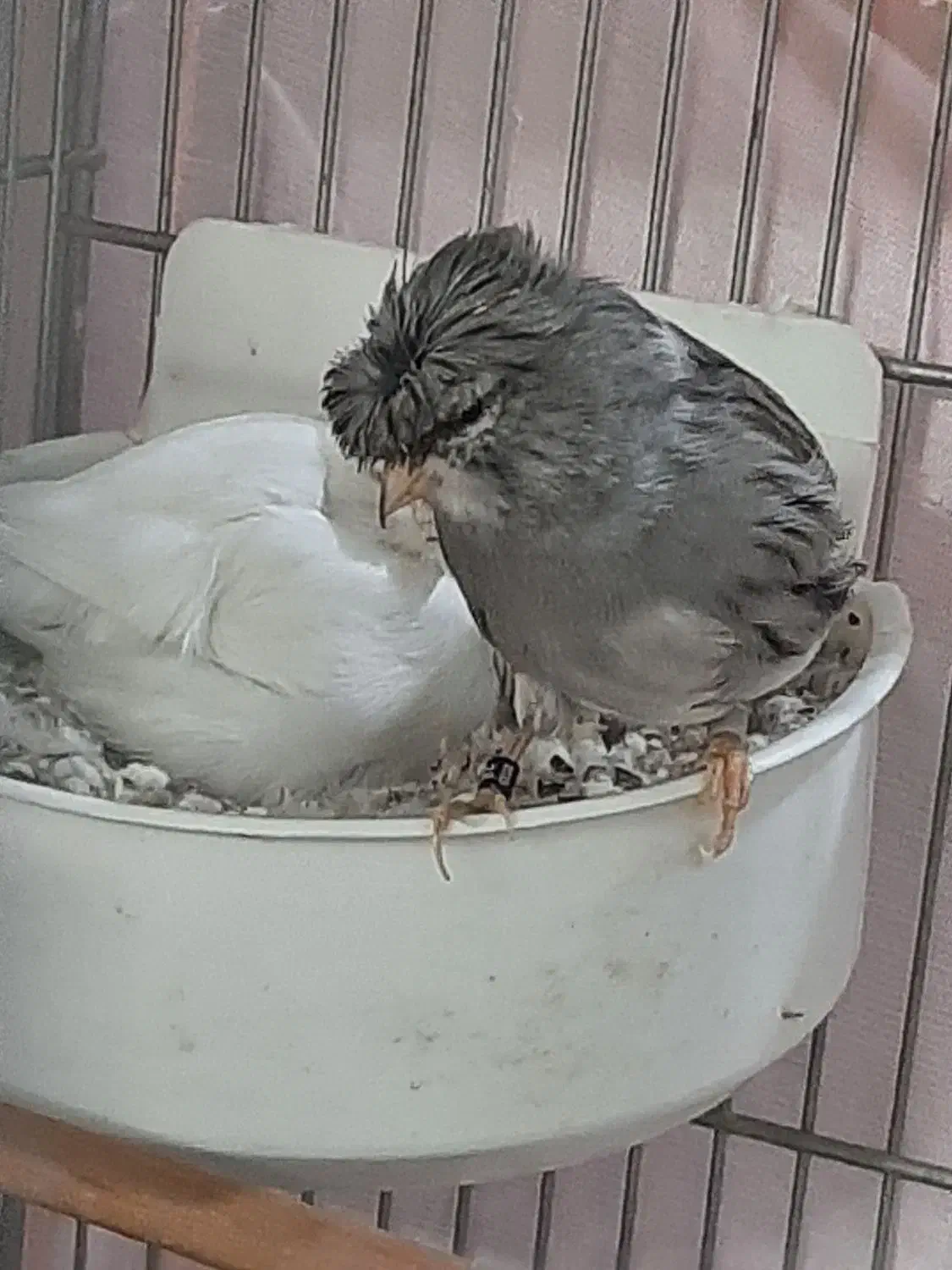 دوجفت قناری عالی وچند عدد نر مست|پرنده|ری, جوانمرد قصاب|دیوار