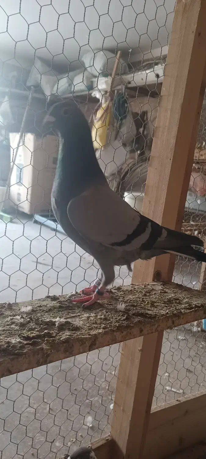 کبوتر پلاکی نر مست|پرنده|برازجان, |دیوار