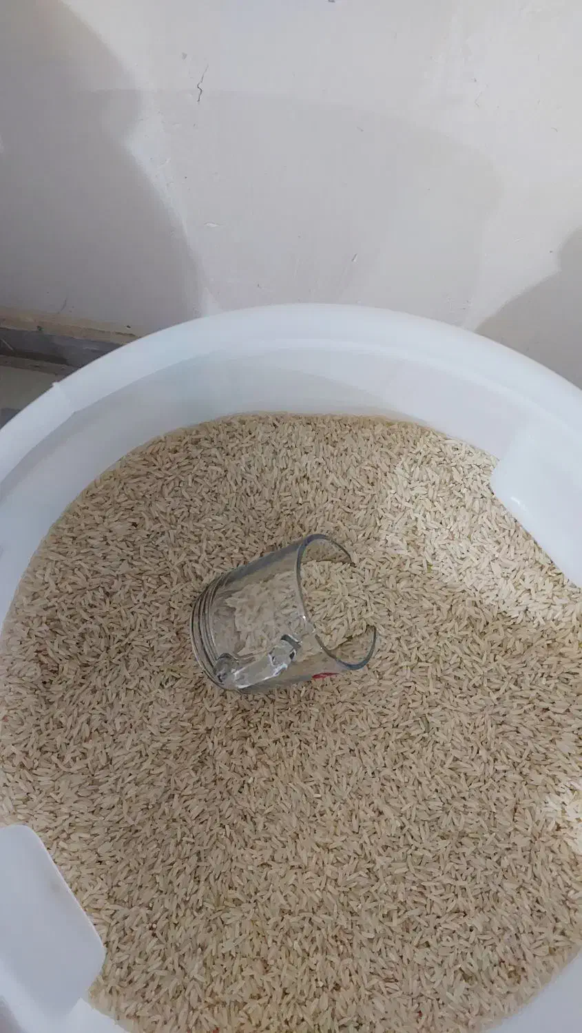 برنج محلی دم سیاه امساله|خوردنی و آشامیدنی|رشت, گلباغ نماز|دیوار