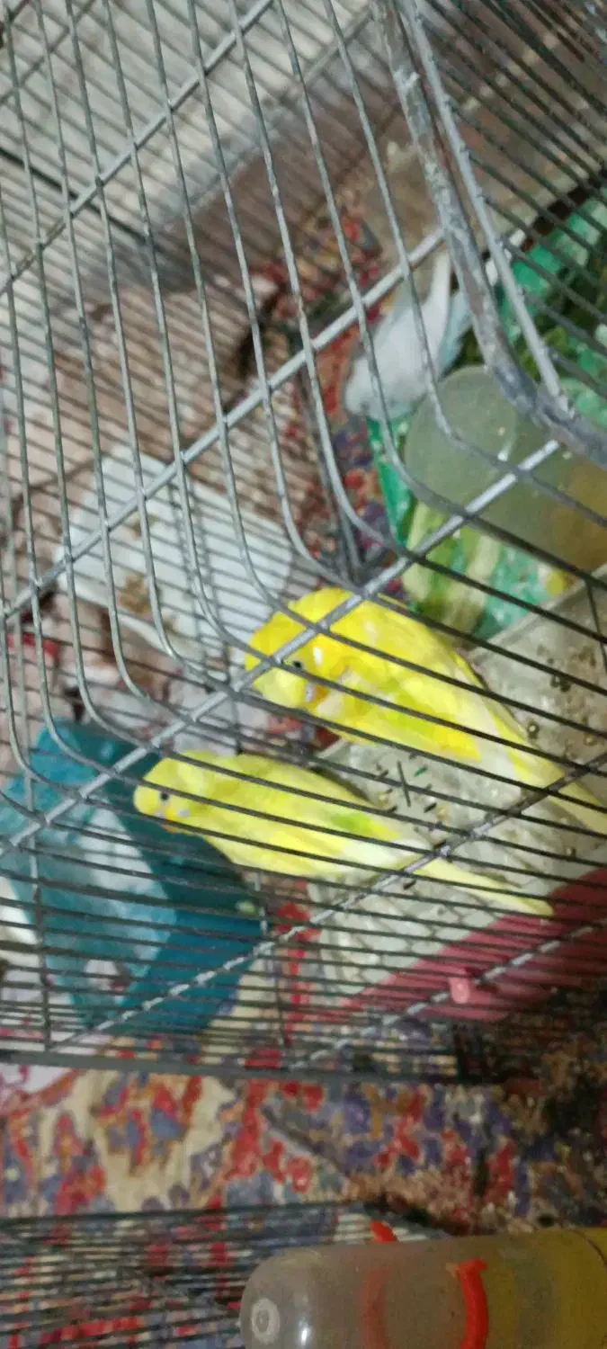 مرغ عشق مولد با سه عدد جوجه|پرنده|خرم‌آباد, |دیوار