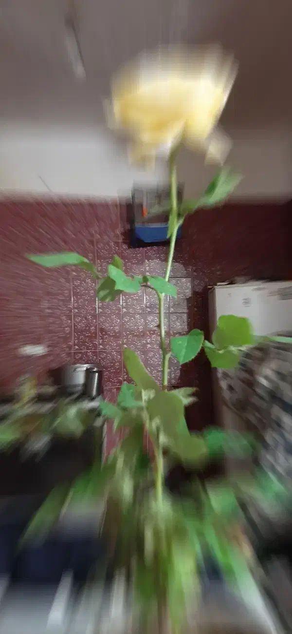 موتور سیکلت|موتورسیکلت|بم, |دیوار