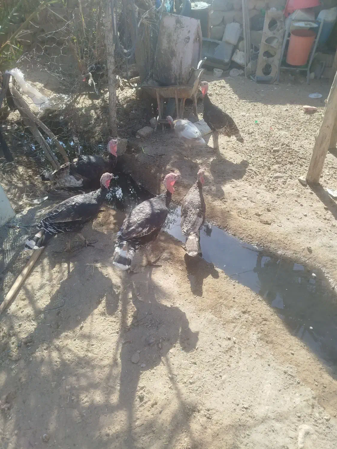 20 عدد بوقلمون که بیشترشان نر هستند|حیوانات مزرعه|خاش, |دیوار