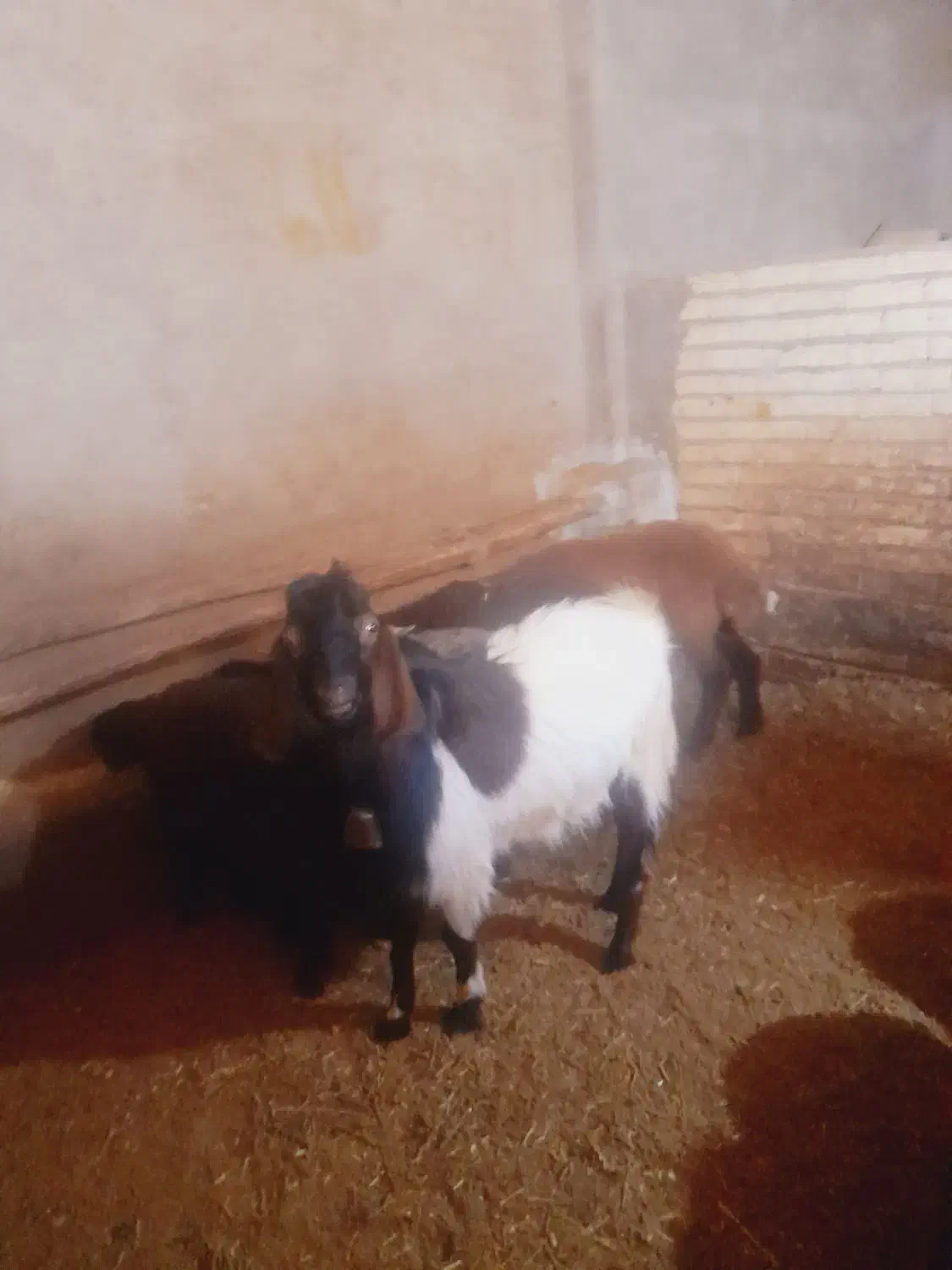 بزغاله|حیوانات مزرعه|بیجار, |دیوار