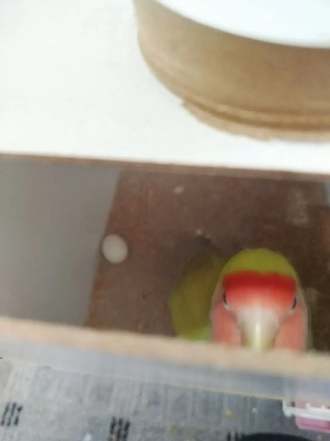 جفت طوطی برزیلی مولد|پرنده|سجاس رود, |دیوار