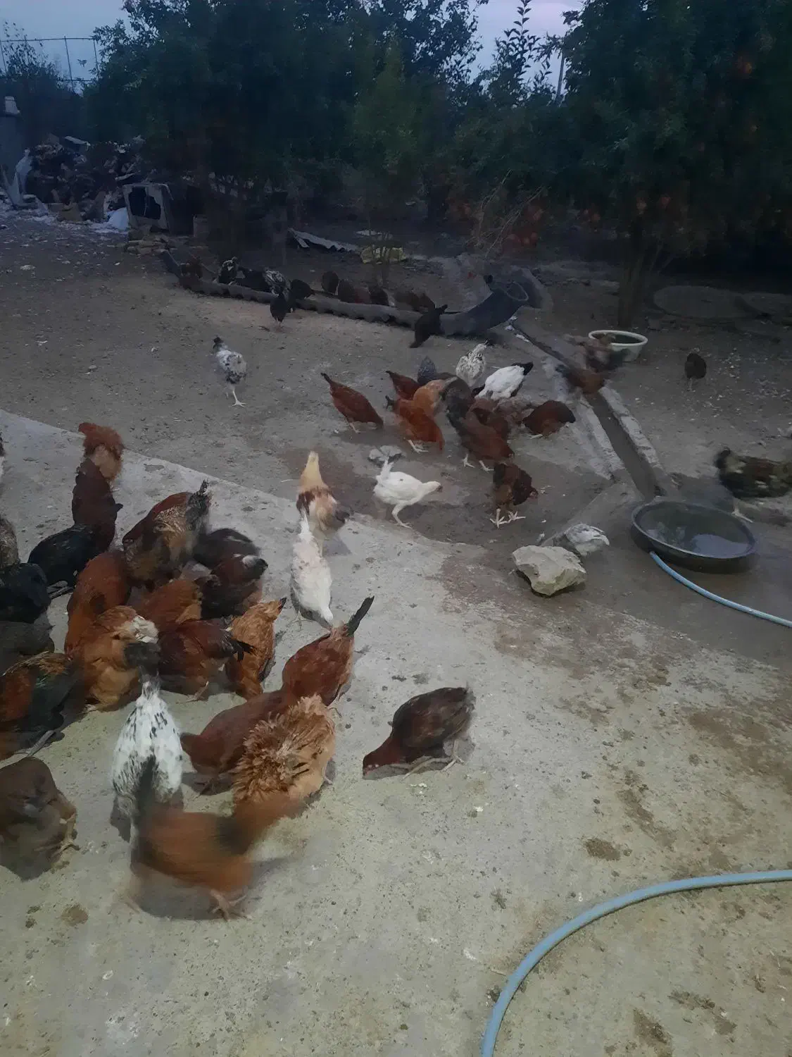 فروش مرغ و خروس محلی اصیل نیمچه اصل اصل|حیوانات مزرعه|گرگان, |دیوار