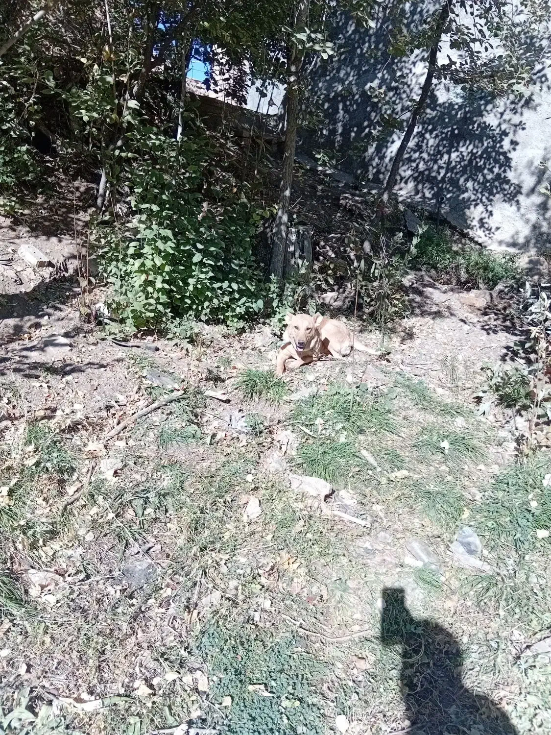 ماده|سگ|ایجرود, |دیوار