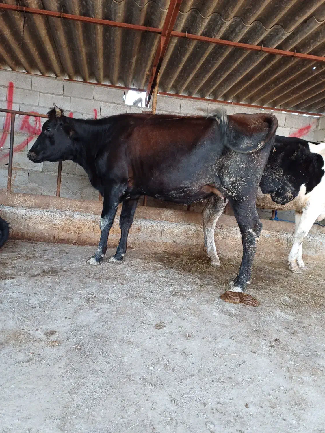 تلیسه شیری شکم اول دو دندان گاو گوساله|حیوانات مزرعه|گمیشان, |دیوار