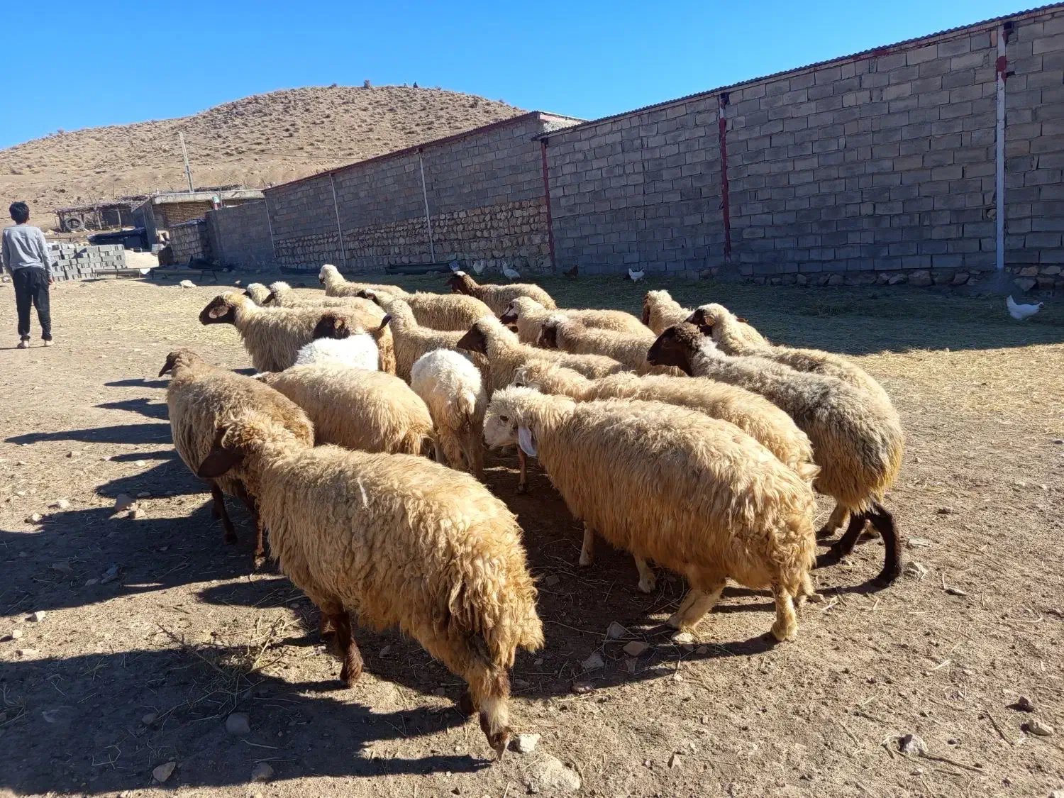 میش|حیوانات مزرعه|ویسیان, |دیوار