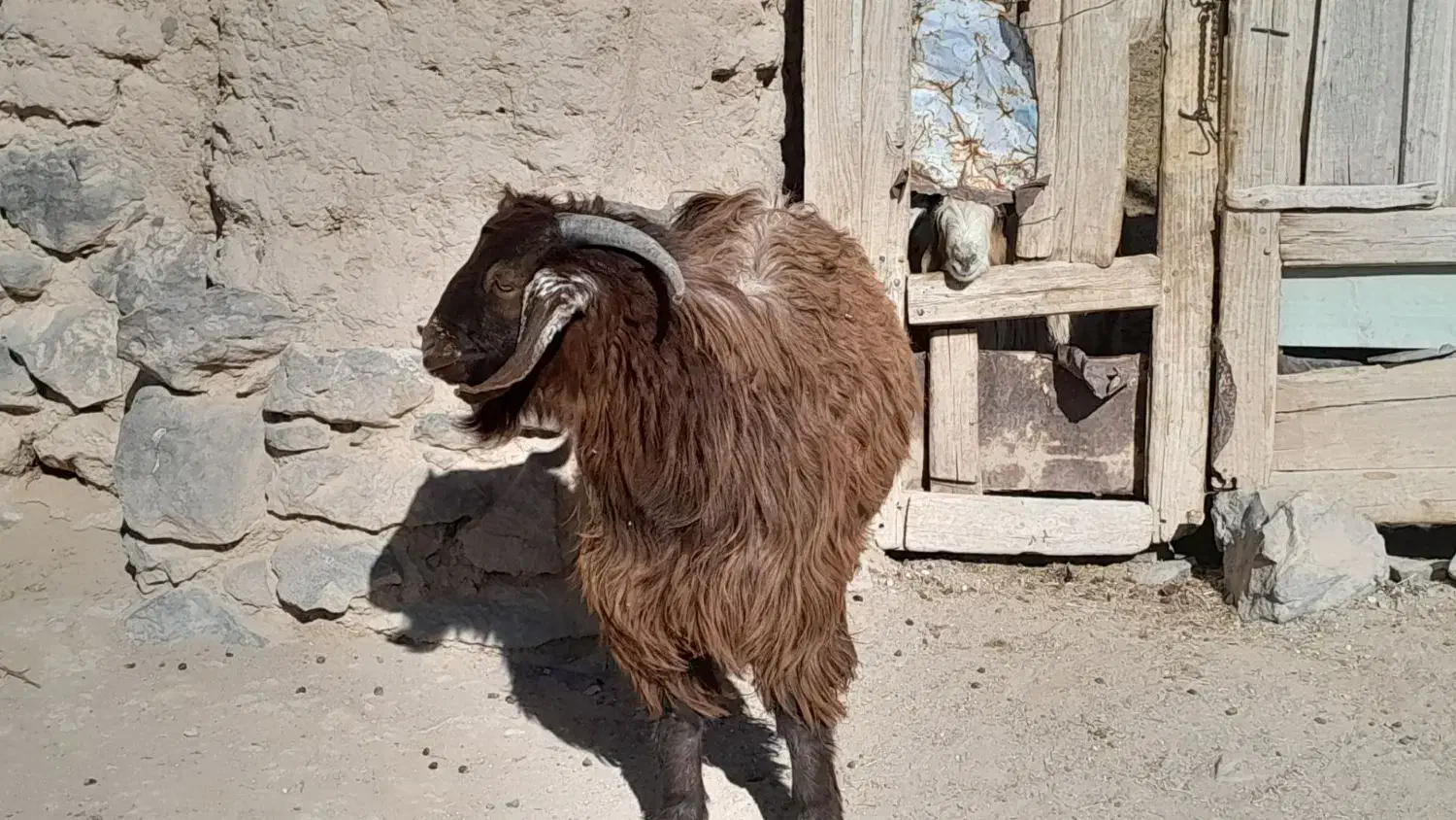 بزغاله فروشی|حیوانات مزرعه|بیرجند, |دیوار