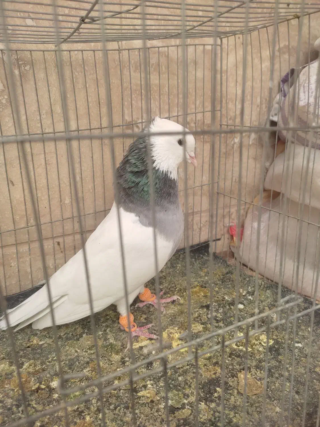 کبوتر|پرنده|شیراز, شهرک گلها|دیوار