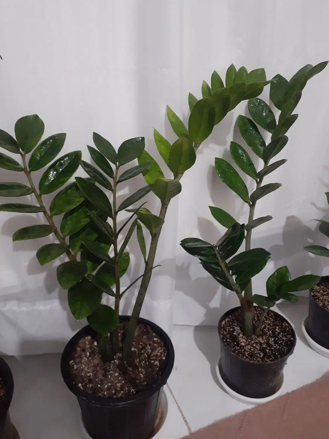 گل و گلدون و خاک و کود|گل و گیاه طبیعی|ارومیه, |دیوار