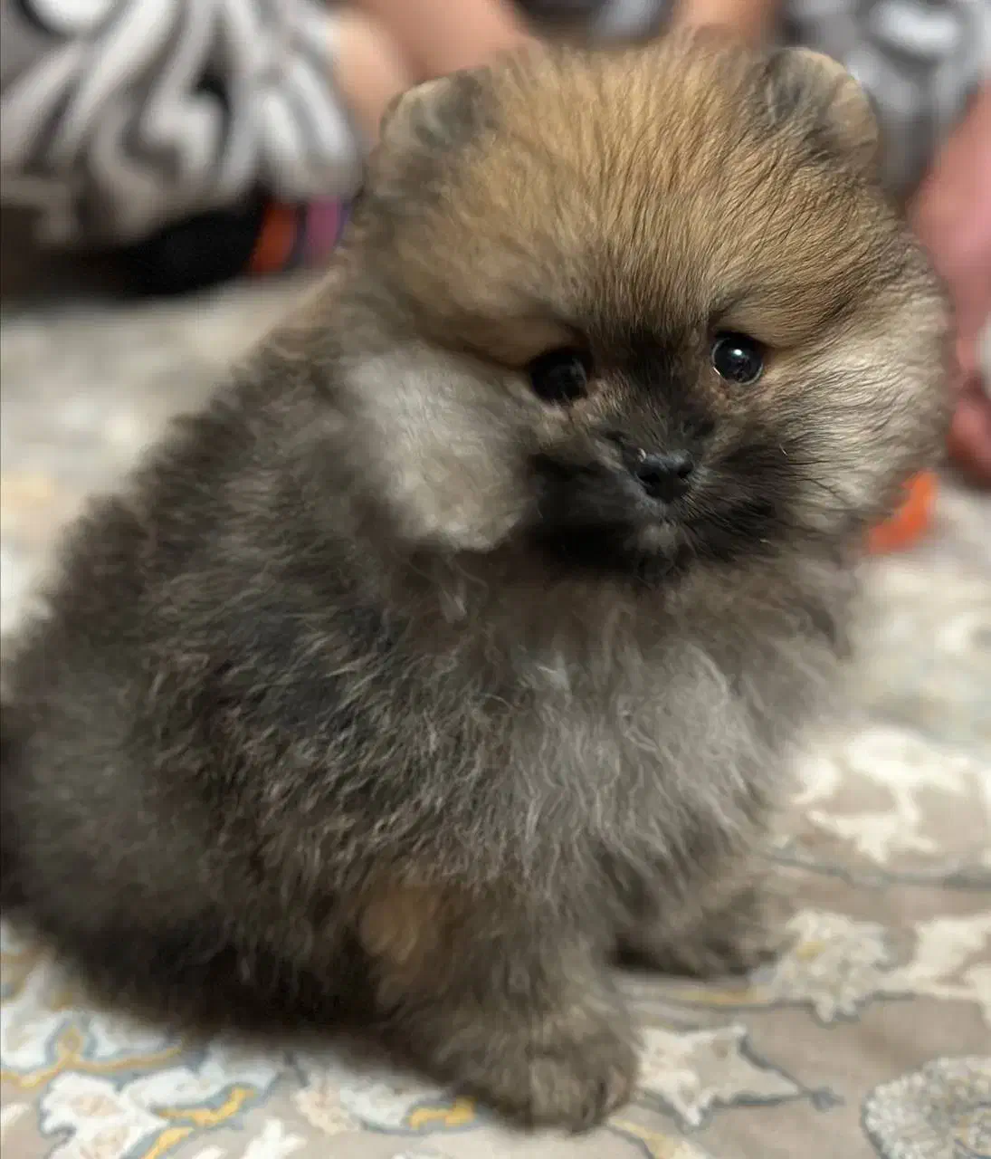 پامرخرسی اصل پرتقالی وسایل کامل|سگ|کرج, فاز ۳ گوهردشت|دیوار