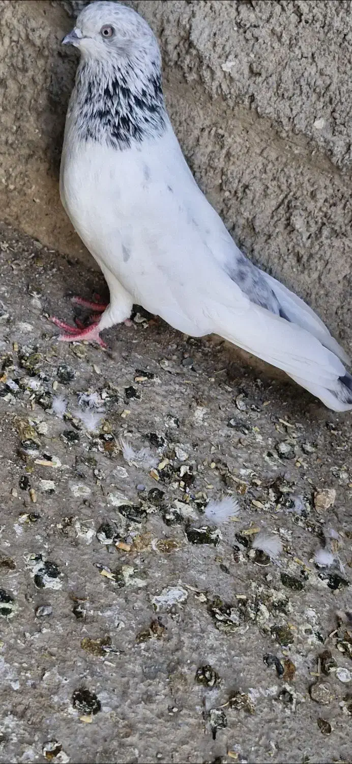 شیخ|پرنده|چمران, |دیوار