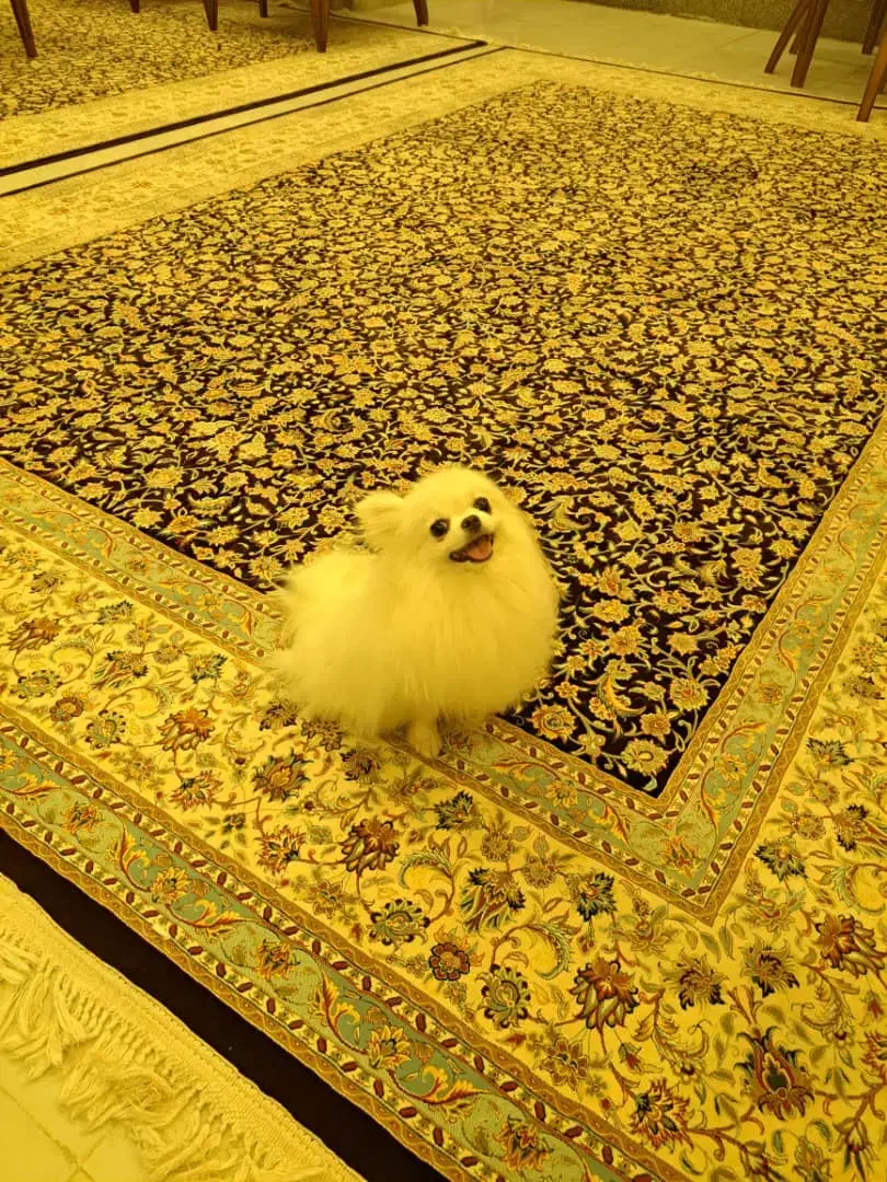 سگ پامر خرسی اصل با شناسنامه|سگ|ساوه, |دیوار