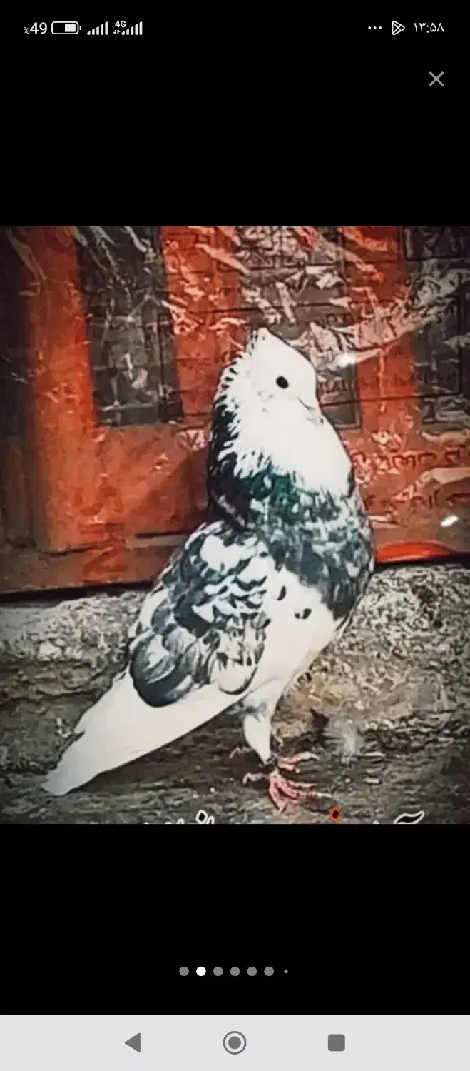 کفترپرشی|پرنده|قم, نیروگاه|دیوار