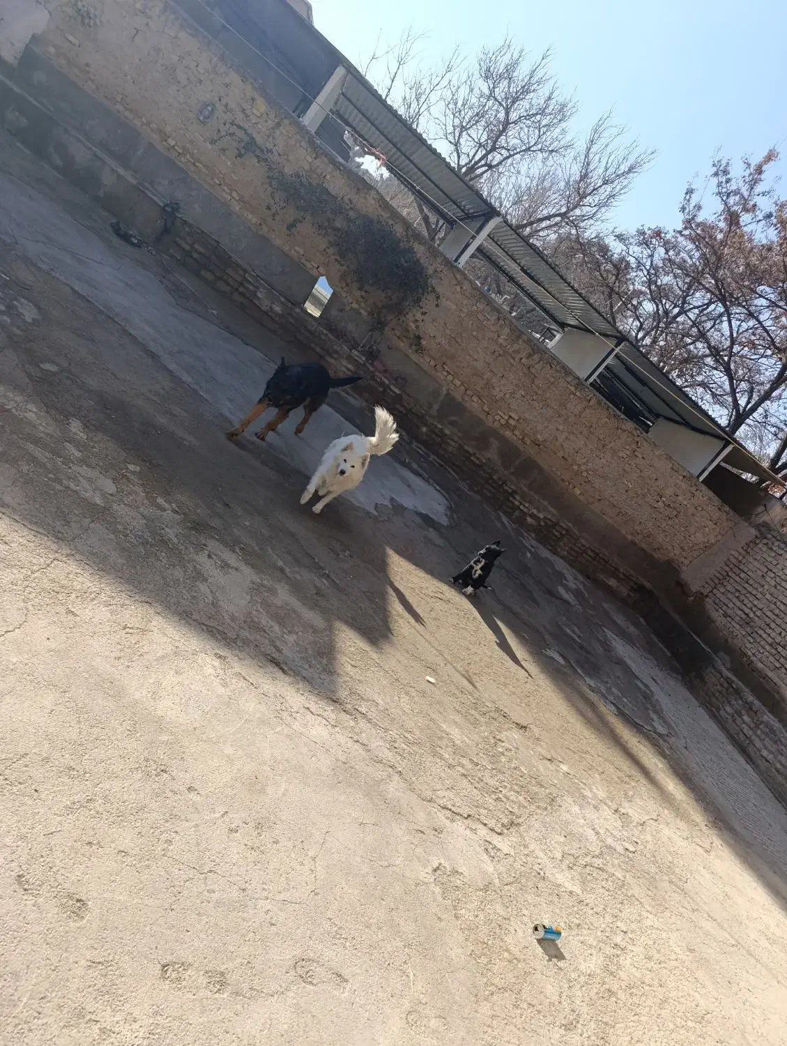 سگ سامویید و ژرمن|سگ|بجنورد, |دیوار