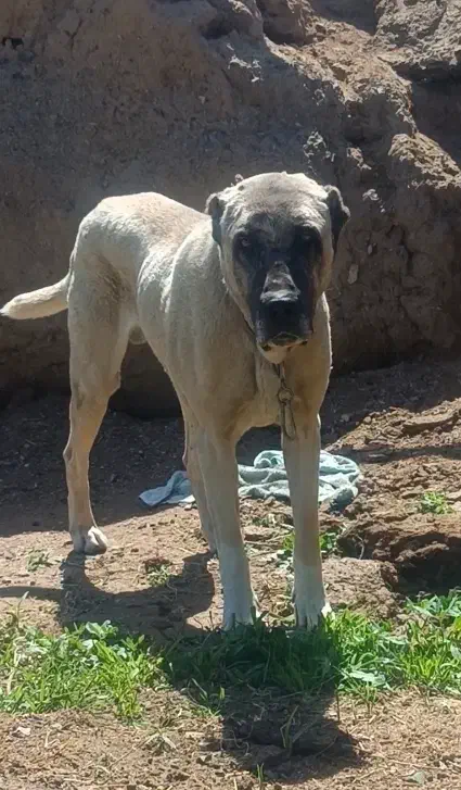 سگ.|سگ|تربت جام, جامرود|دیوار