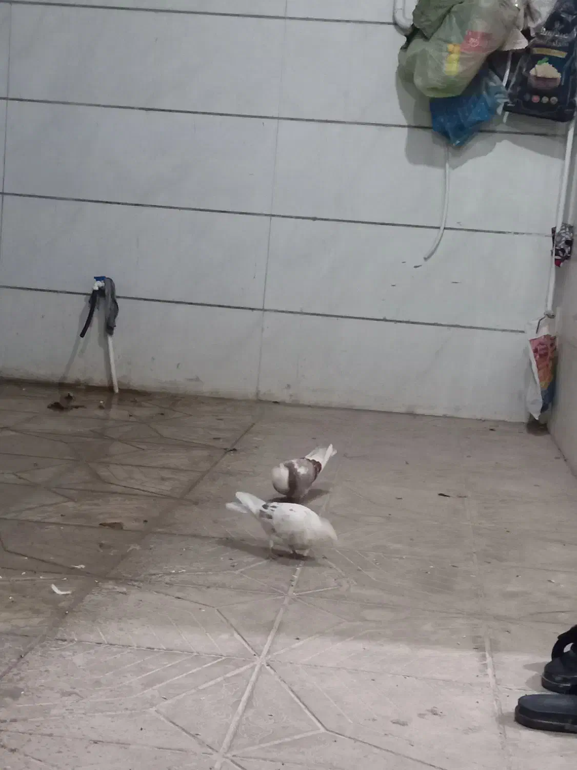 پرشی . ساعتی|پرنده|نورآباد, |دیوار