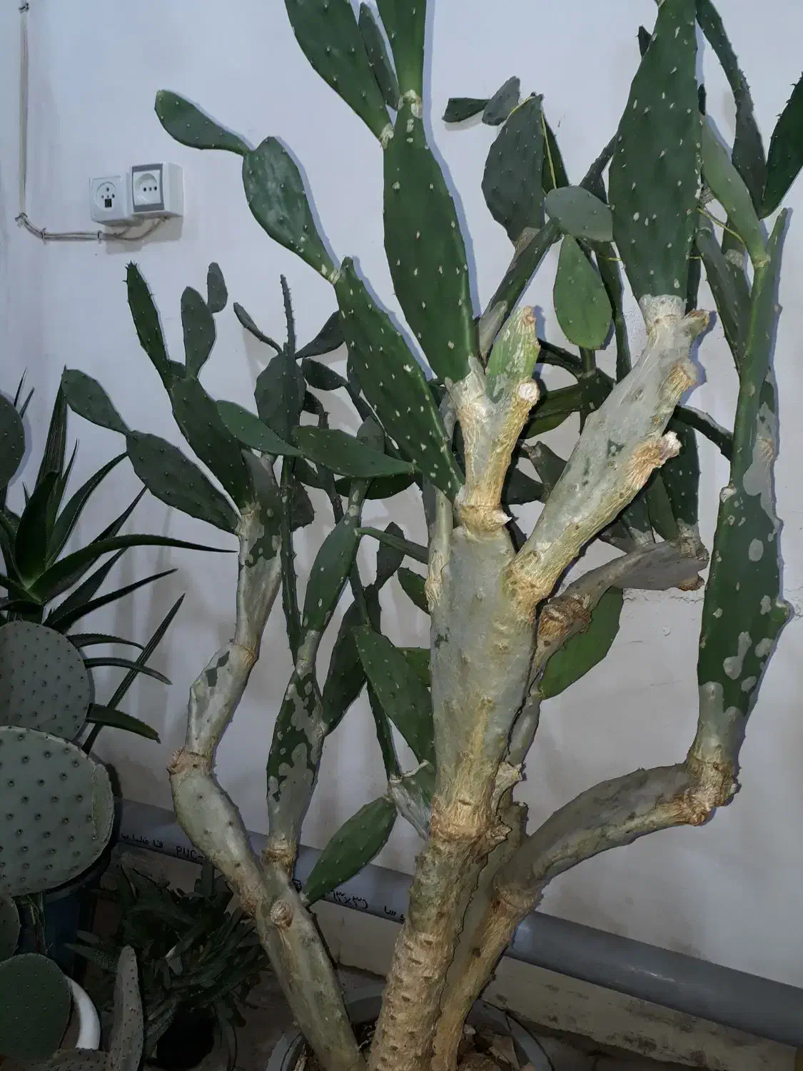 کاکتوس تنومند با سابقه گل دهی|گل و گیاه طبیعی|مرند, |دیوار