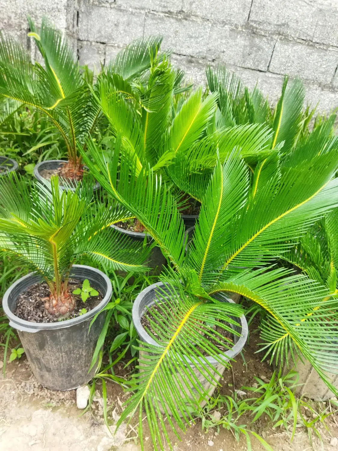 سیکاس|گل و گیاه طبیعی|کلاچای, |دیوار
