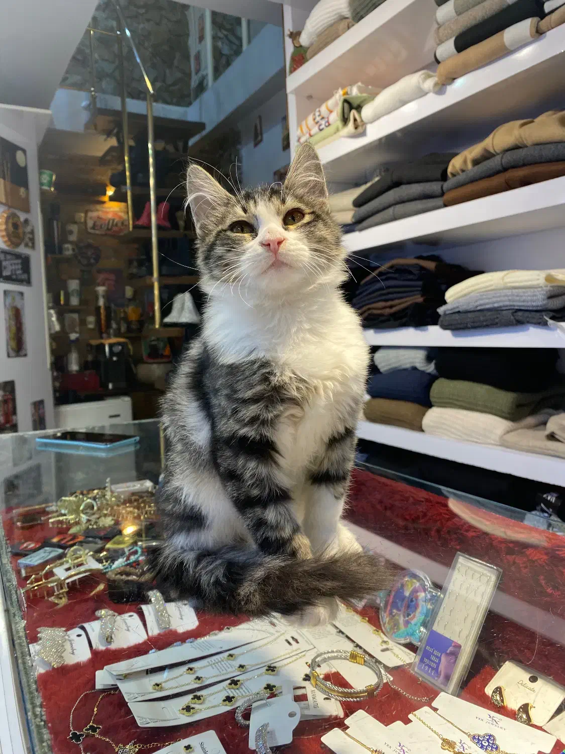 واگذاری رایگان گربه دی اس اچ|گربه|تهران, جوادیه|دیوار