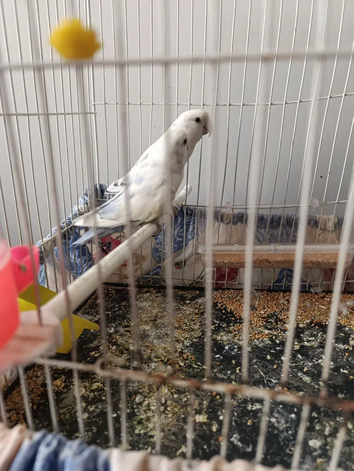 عروس هلندی .کوتوله .مرغ عشق|پرنده|زاهدان, |دیوار