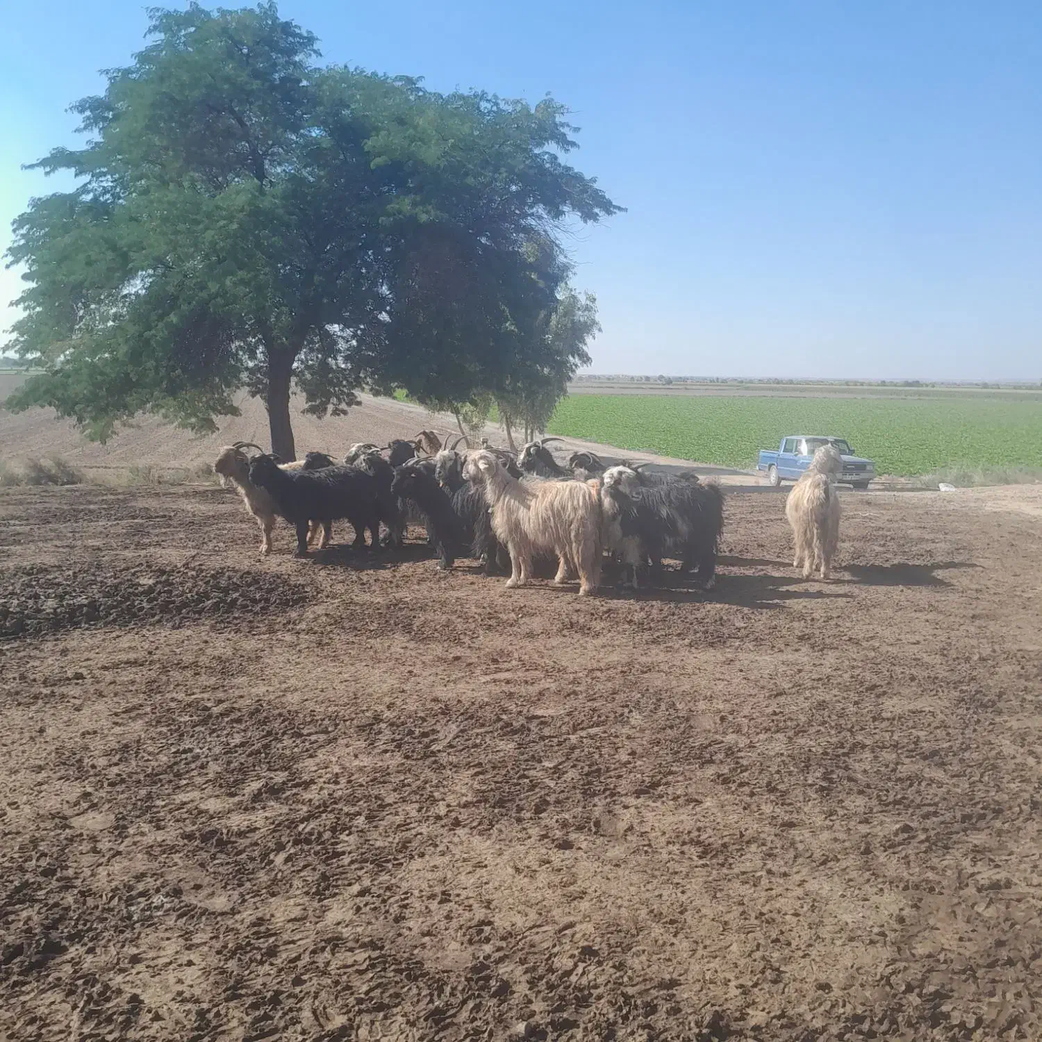 بز داشت ۹جفت|حیوانات مزرعه|اندیمشک, |دیوار