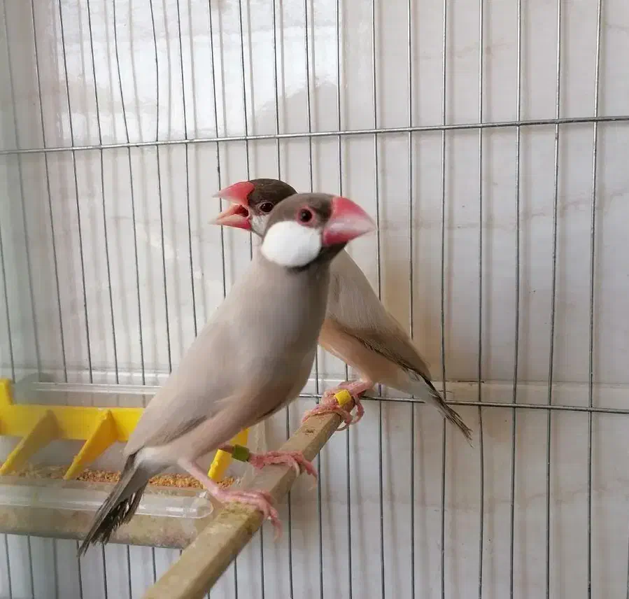 فنچ نرگسی شکلاتی فنچ جاوا در اندیشه|پرنده|تهران, چیتگر جنوبی|دیوار