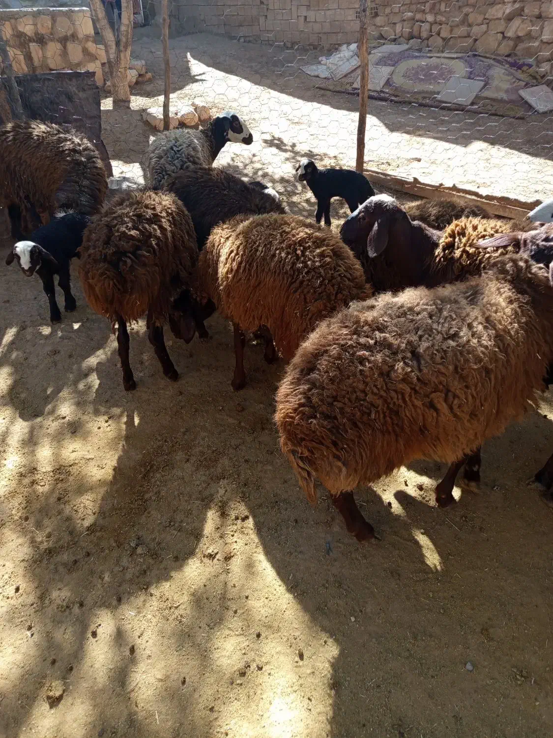 بره پایه پروار|حیوانات مزرعه|کوهدشت, |دیوار