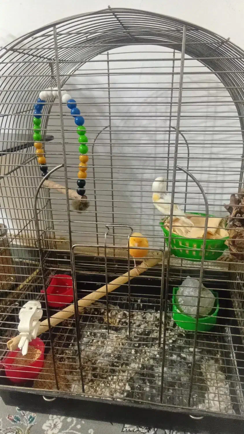 مولد قناری موزیکال|پرنده|نهاوند, |دیوار