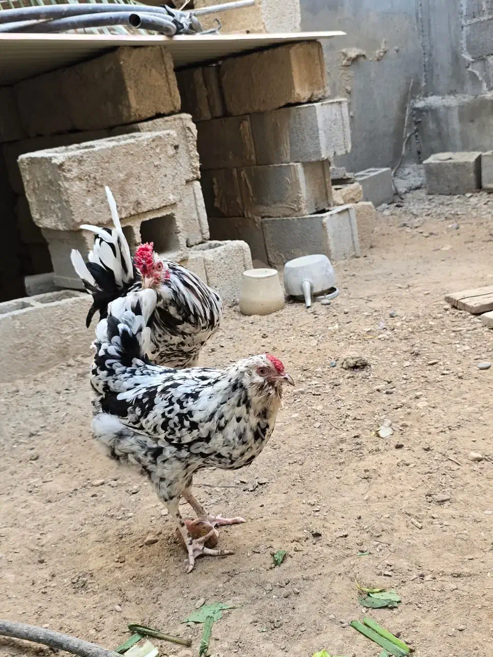 مرغ خروس گلین اصیل و مرغ ایام سمانی|حیوانات مزرعه|کاکی, |دیوار