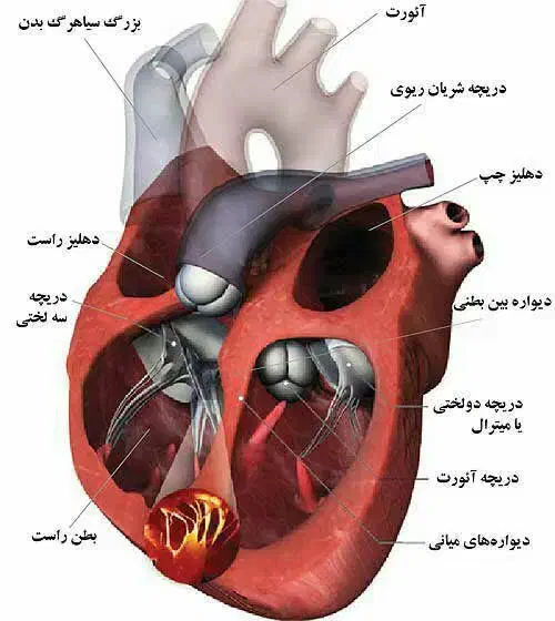 راهنمایی تحصیلی|فعالیت داوطلبانه|شیراز, احمدآباد|دیوار