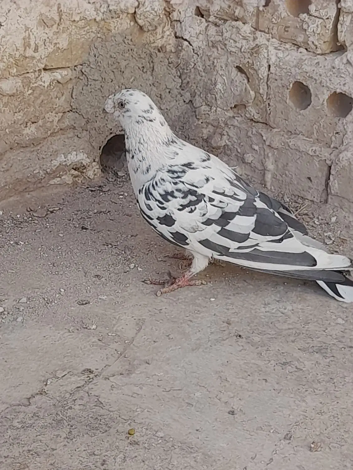 سوسکی سیاه|پرنده|تربت‌حیدریه, جانبازان|دیوار