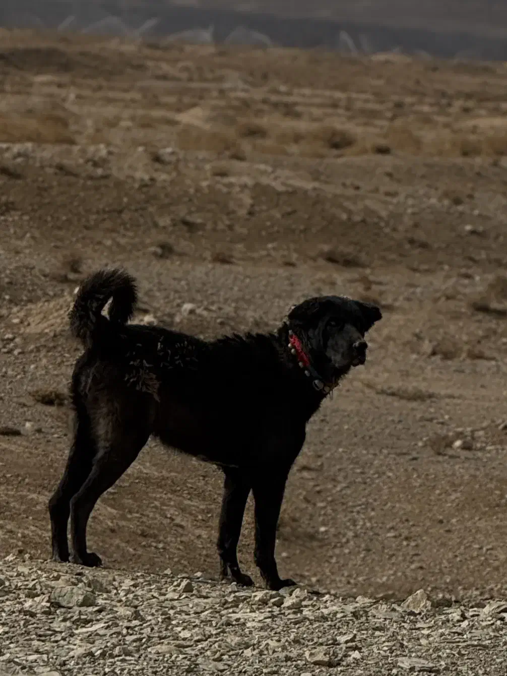 سگ گله|سگ|تیران, |دیوار