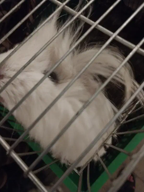 خوکچه هندی|موش و خرگوش|کرج, حیدرآباد|دیوار