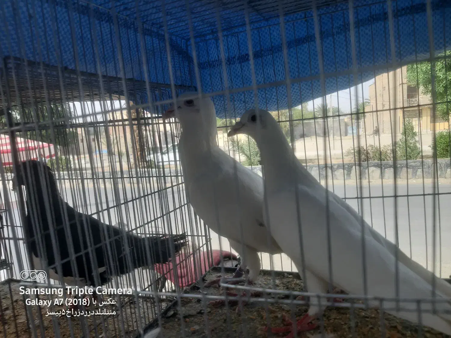 کبوتر رنگی جفتگاه|پرنده|سراوان, |دیوار