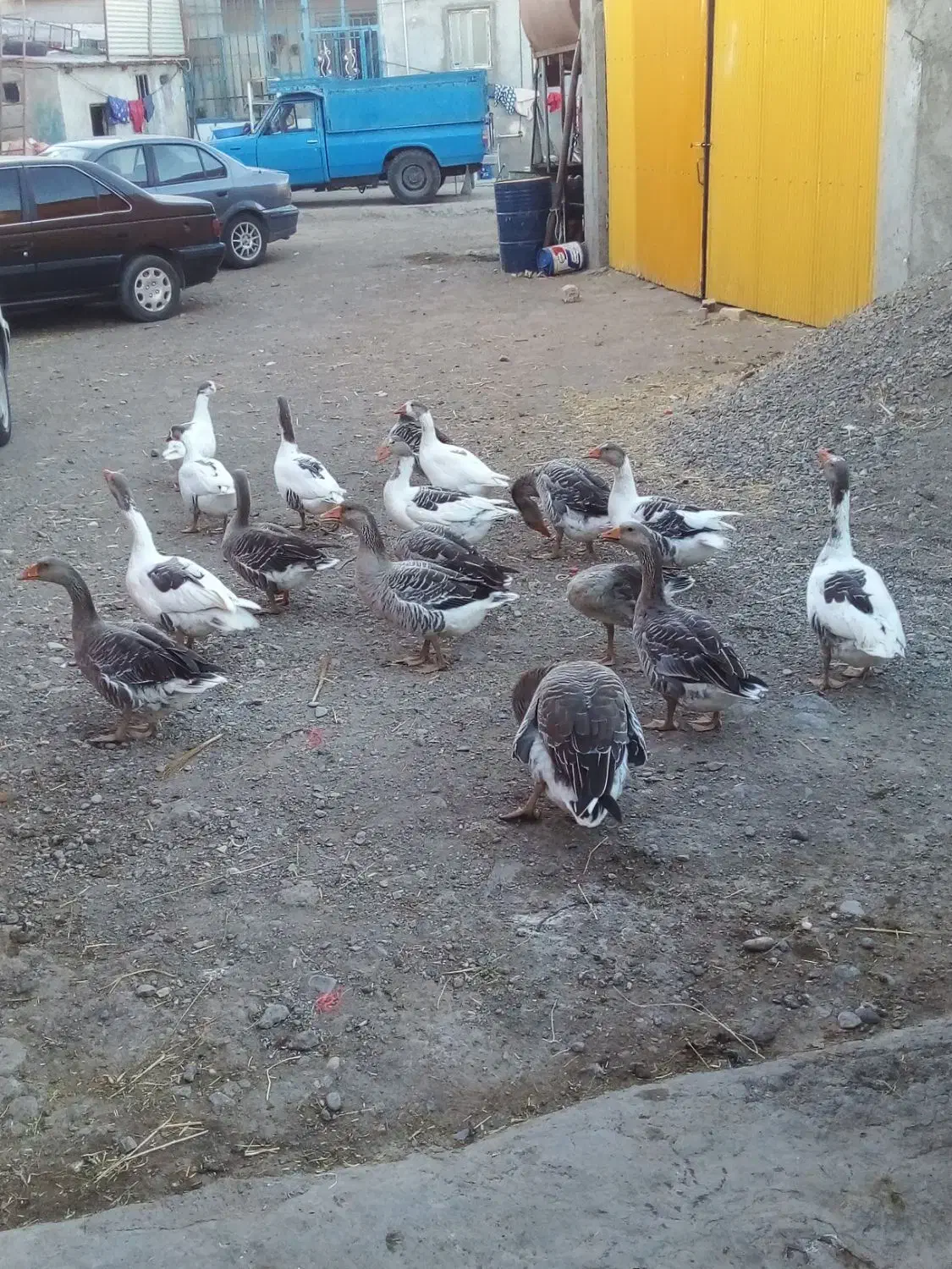 غاز|حیوانات مزرعه|فیروز, |دیوار