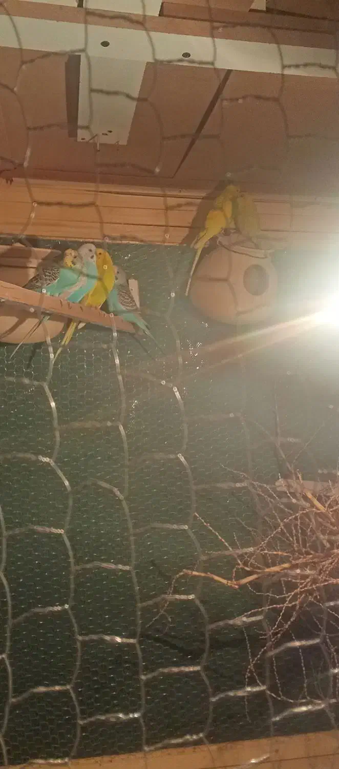 قفس با مرغ عشق|لوازم جانبی حیوانات|سراوان, |دیوار